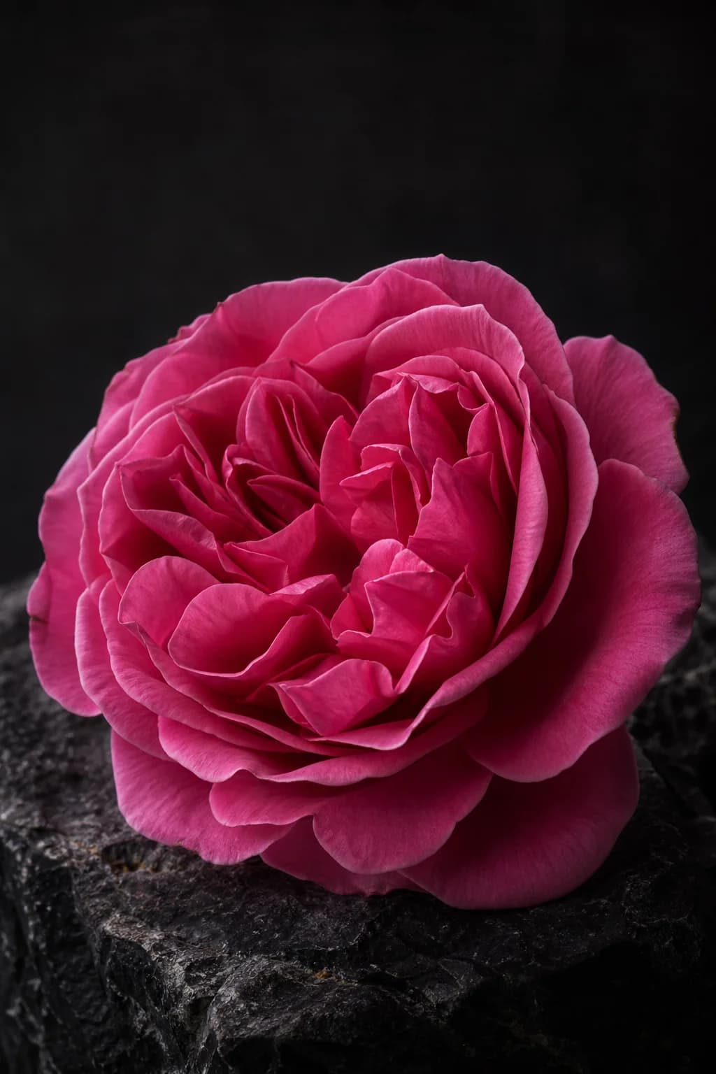 Sculptural Damask rose petals against charcoal stone