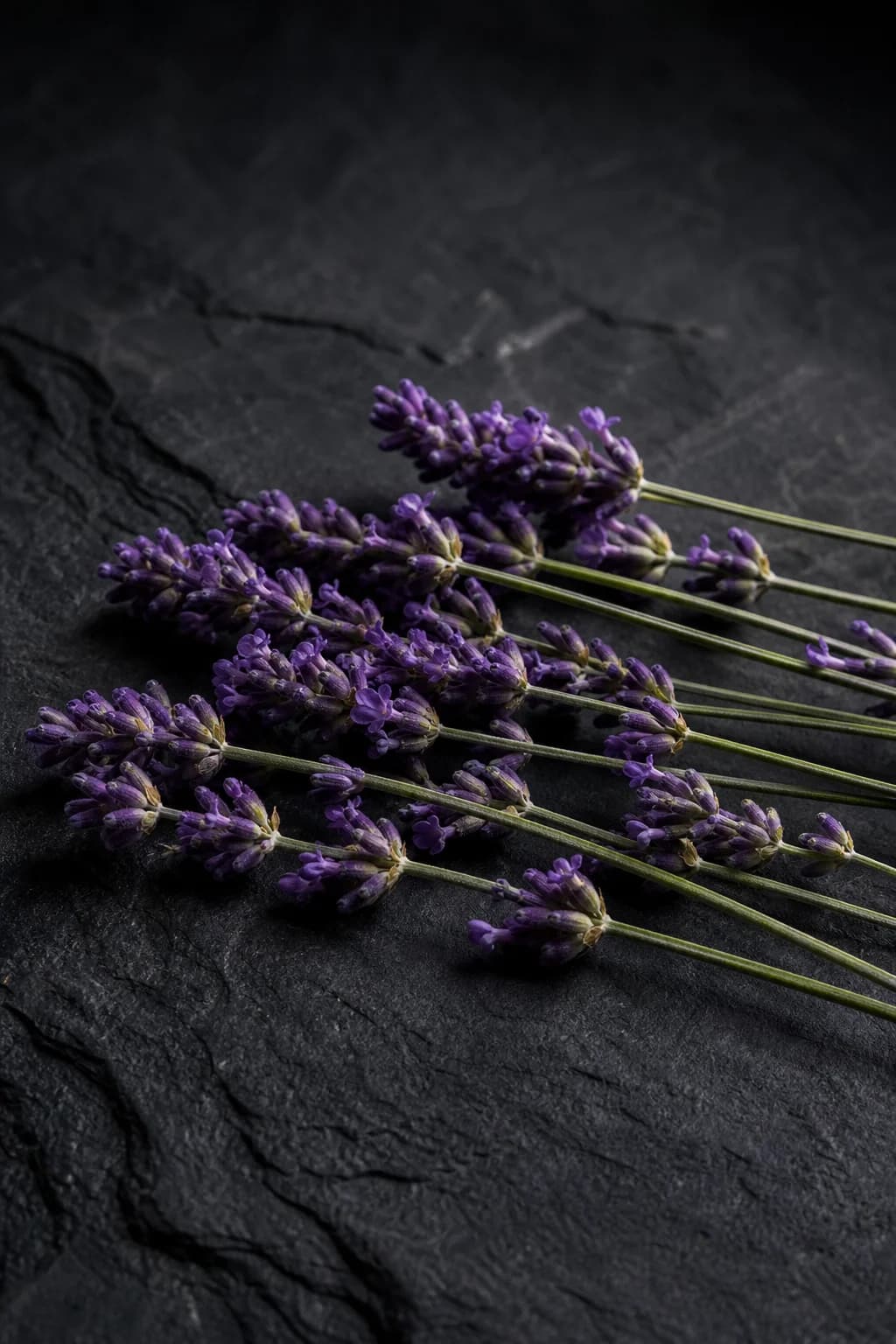 Lavender flower heads and stems in warm side light