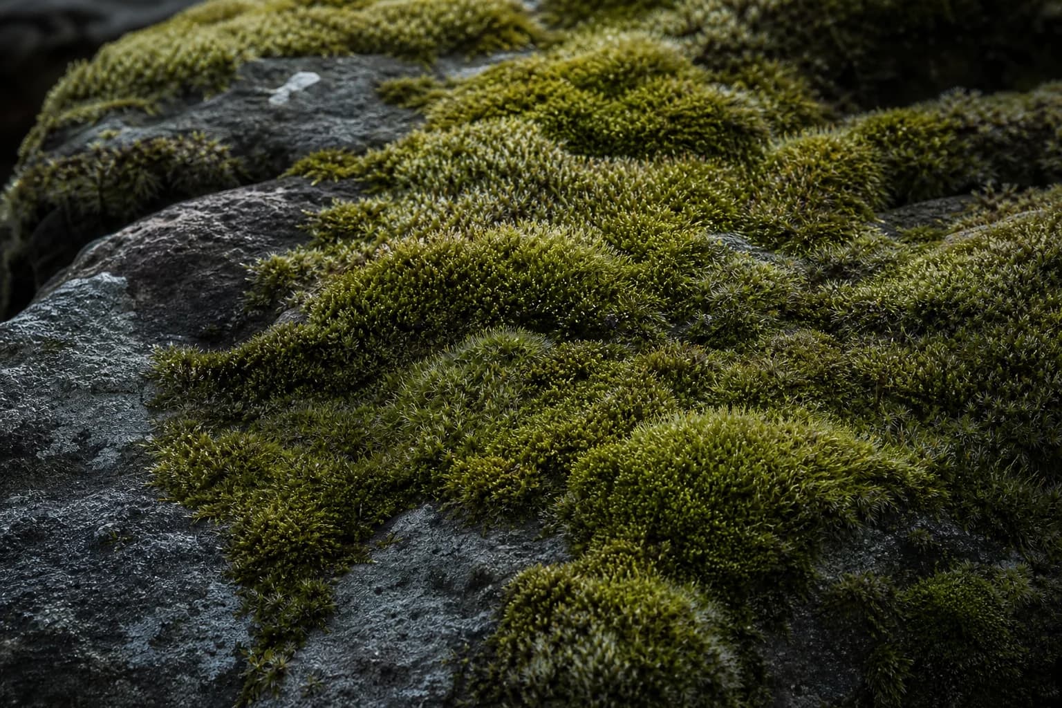 Forest moss on weathered stone, an illustrative moss accord study