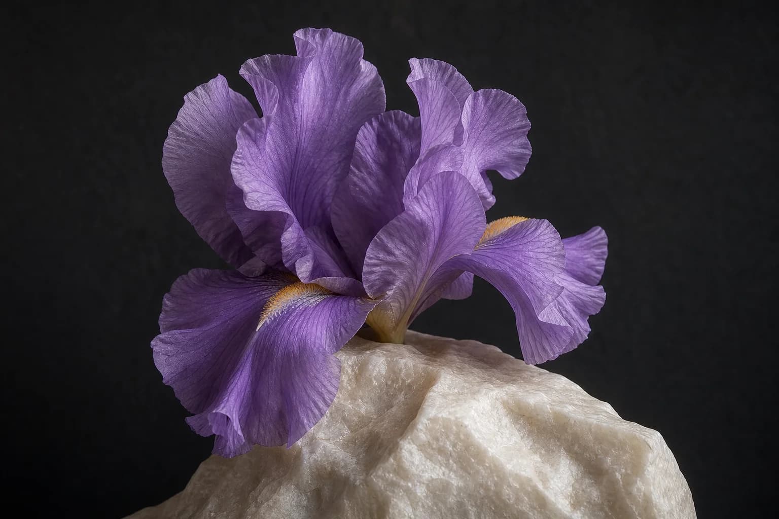 Sculptural purple iris flower with delicate ruffled petals