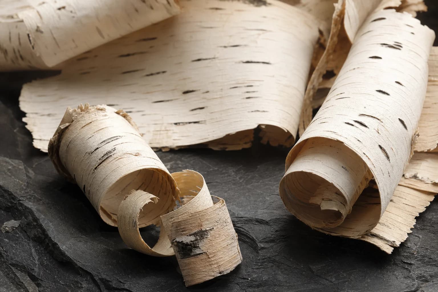White birch bark curls with dark natural markings