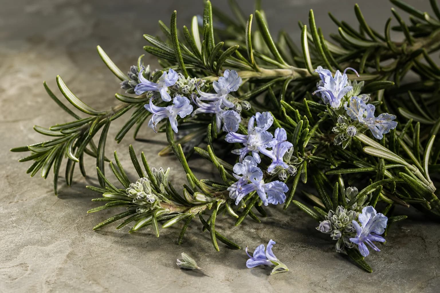 Rosemary sprigs and tiny blue flowers on ivory stone