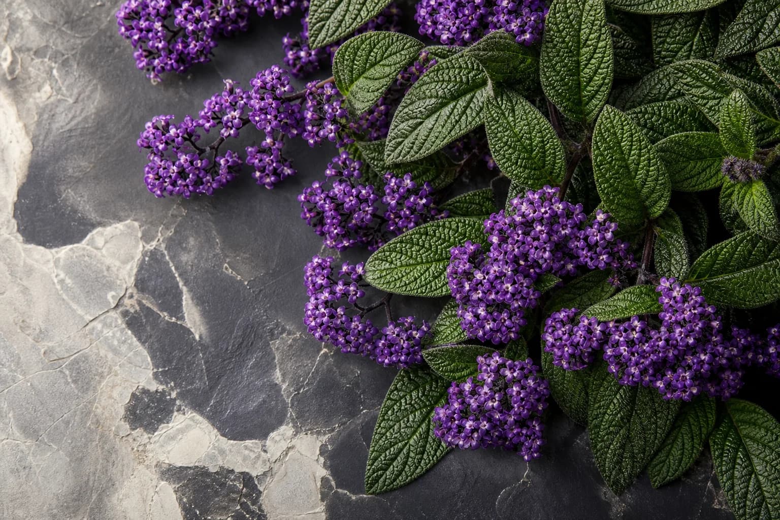 Small purple heliotrope flowers with textured leaves