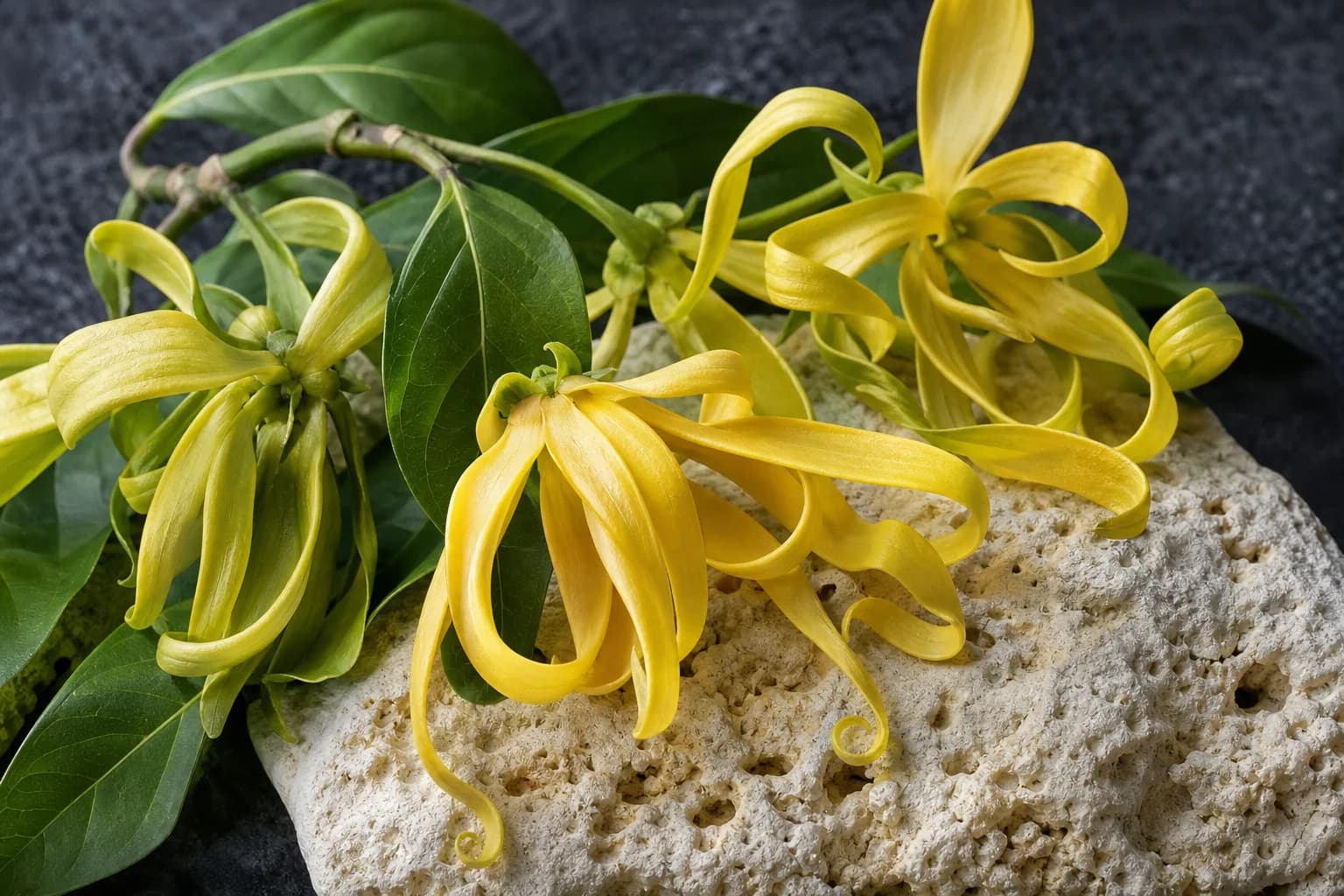 Ylang-ylang flowers with long curled yellow petals