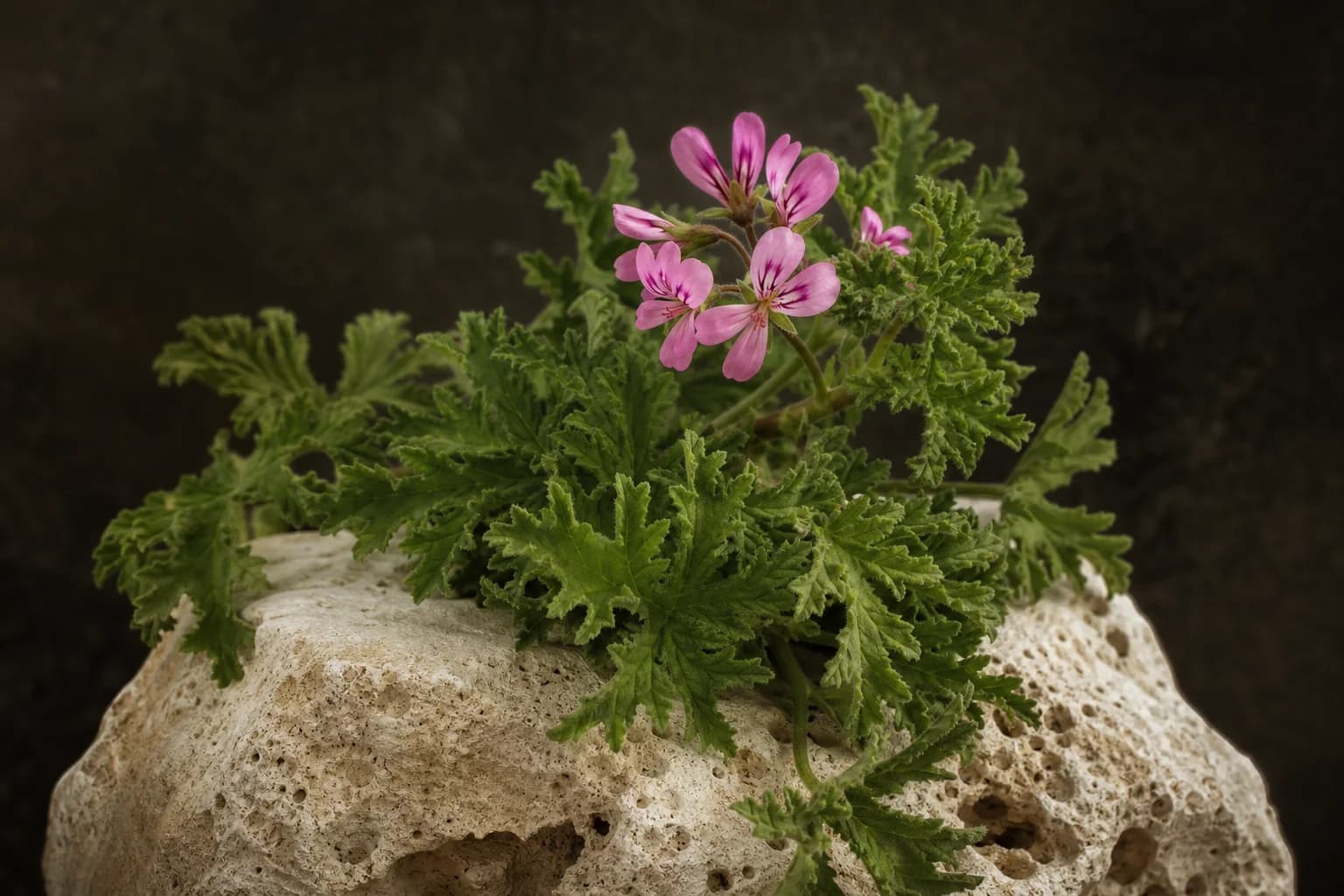 Rose geranium leaves with small pink blossoms