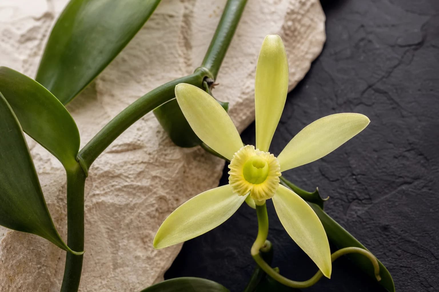 Pale yellow-green vanilla orchid on its vine