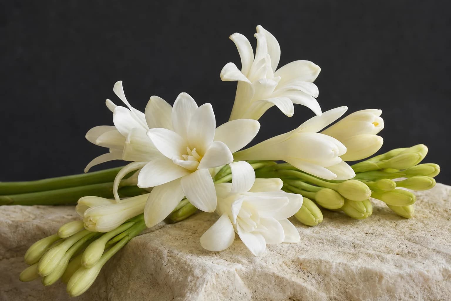 White tuberose blossoms on a stem with unopened buds
