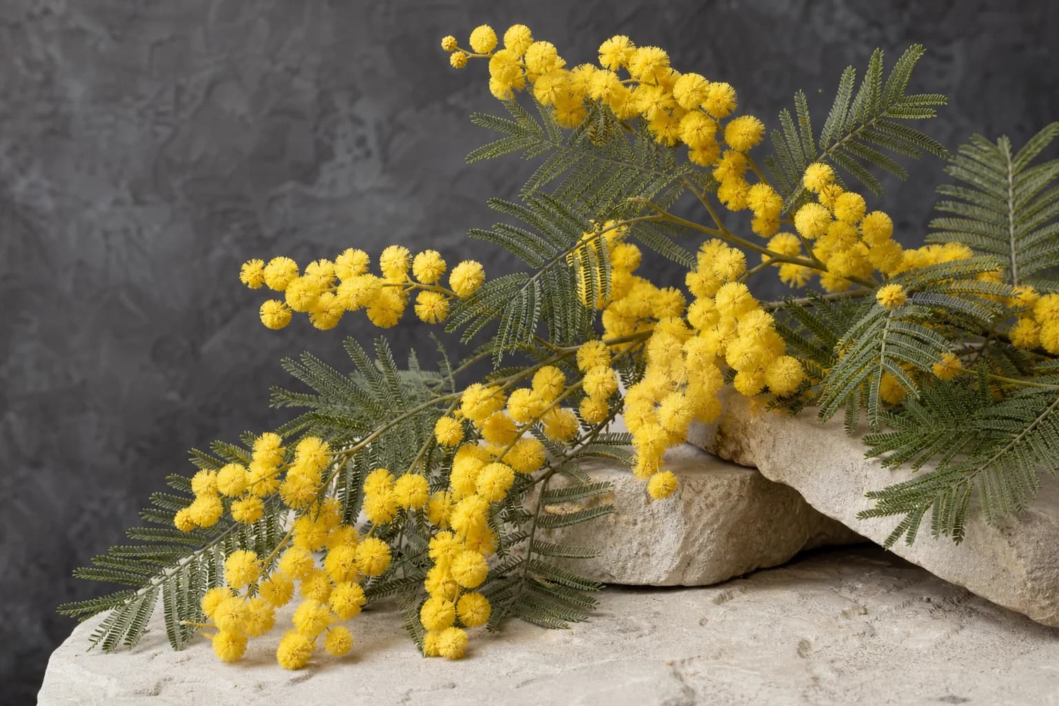 Golden mimosa flower clusters and fine foliage
