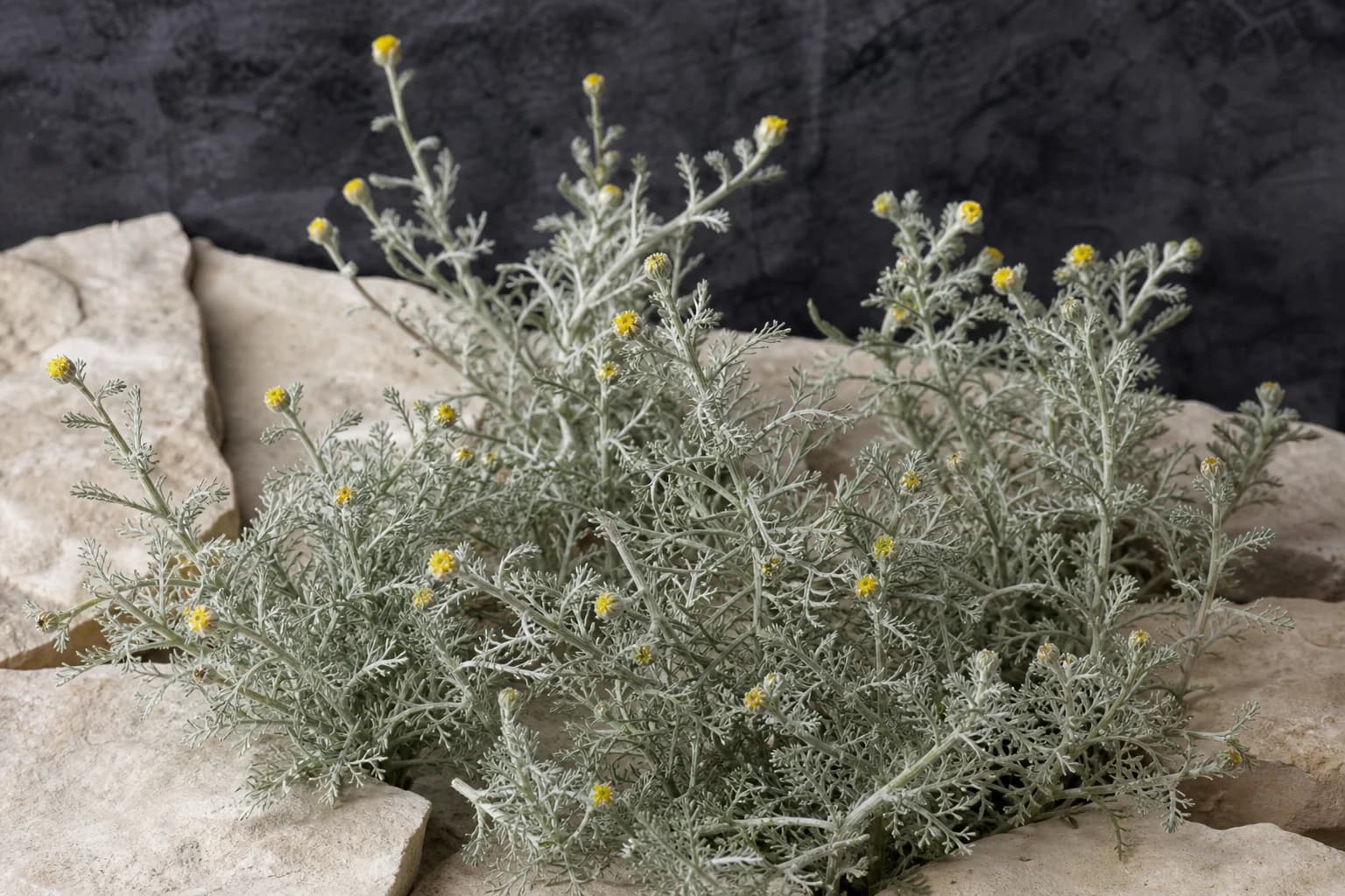 Silvery-green davana foliage with tiny yellow flowerheads