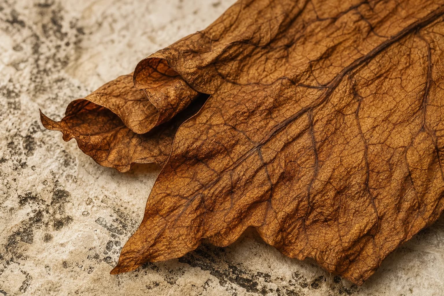 Textured cured tobacco leaves under warm directional light