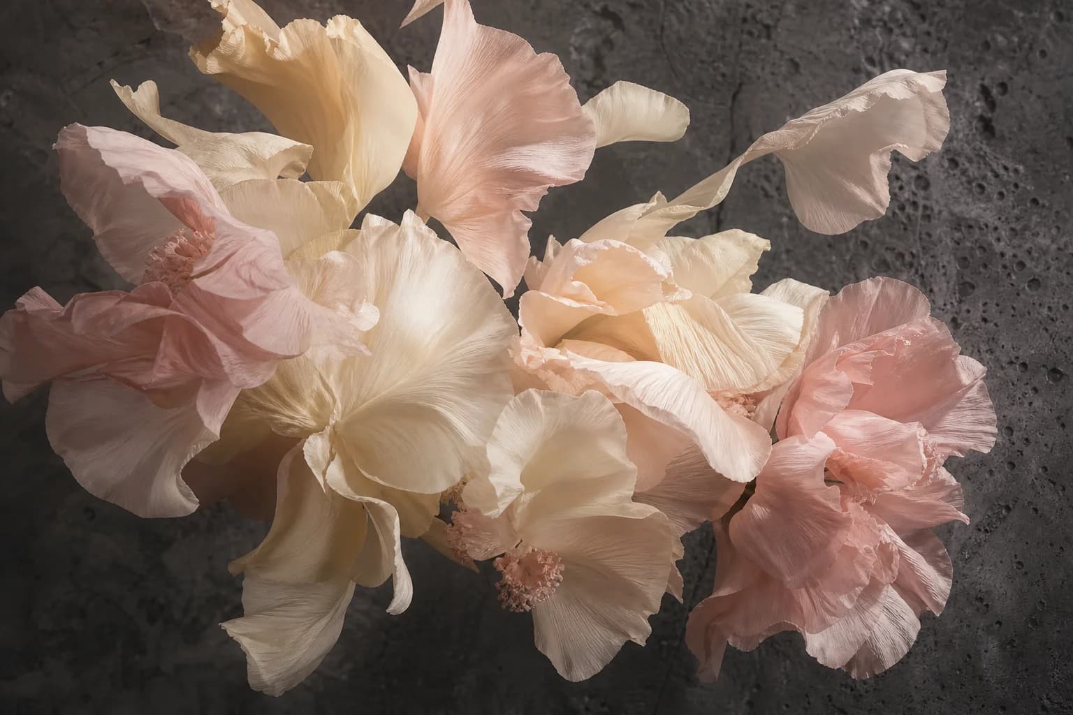 Ivory and blush petals illustrating a warm floral accord